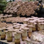 ＜支援企業限定＞ぐっれい3♪もぎ取り ぶなしめじ エリンギ